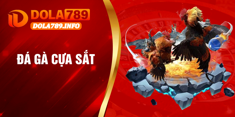 Đá gà cựa sắt – Sân chơi chiến kê dành cho người yêu đá gà