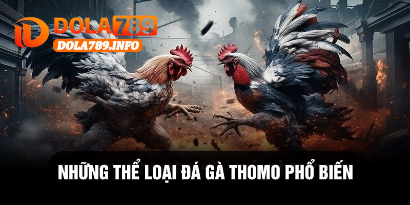 Những Thể Loại Đá Gà Thomo Phổ Biến