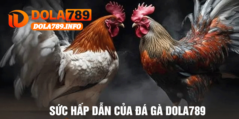Sức Hấp Dẫn Của Đá Gà Dola789