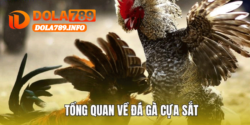 Tổng Quan Về Đá Gà Cựa Sắt