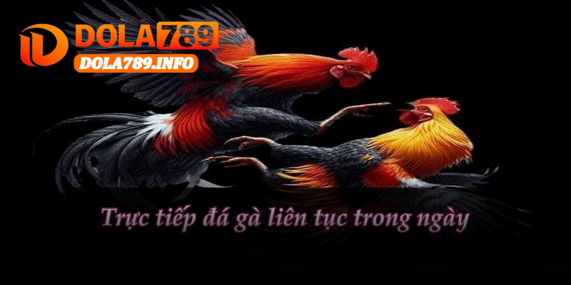 Trực Tiếp Đá Gà Liên Tục Mỗi Ngày